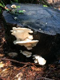 Pleurotus ostreatus image