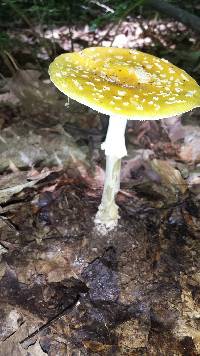 Amanita muscaria image