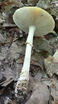 Amanita muscaria image