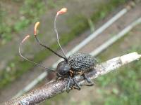 Image of Ophiocordyceps curculionum