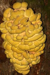 Laetiporus sulphureus image