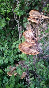 Polyporus squamosus image