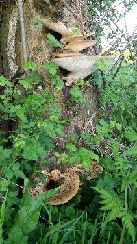 Polyporus squamosus image
