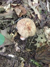 Amanita amerirubescens image