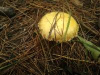 Suillus americanus image