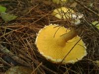 Suillus americanus image