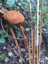 Battarrea phalloides image