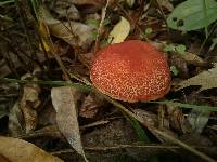 Boletus chrysenteron image