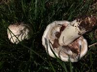 Agaricus campestris image