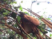 Battarrea phalloides image