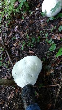 Calvatia gigantea image