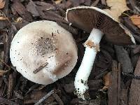 Agaricus californicus image