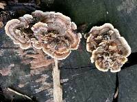 Trametes versicolor image