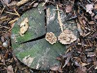 Trametes versicolor image