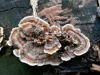 Trametes versicolor image