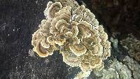Trametes versicolor image