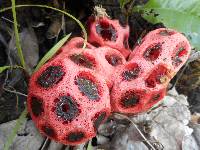 Clathrus crispus image