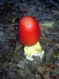 Amanita jacksonii image