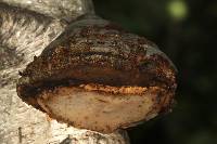 Fomes fomentarius image