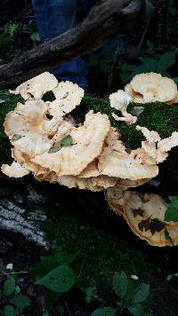 Laetiporus sulphureus image