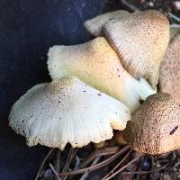 Leucocoprinus birnbaumii image