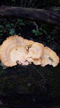 Laetiporus sulphureus image