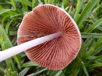 Conocybe apala image