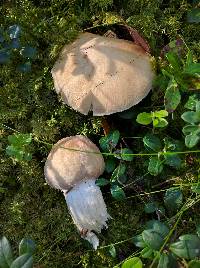 Cortinarius caperatus image