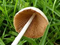 Conocybe apala image