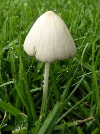 Conocybe apala image