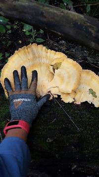 Laetiporus sulphureus image