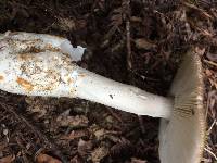 Amanita vaginata image