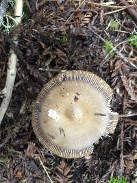 Amanita vaginata image