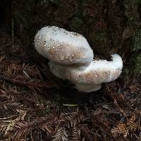 Fomitopsis ochracea image