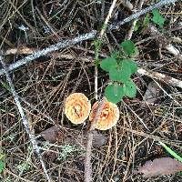 Gomphus floccosus image