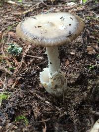 Amanita vaginata image