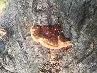 Ganoderma tsugae image