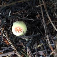 Gomphus floccosus image