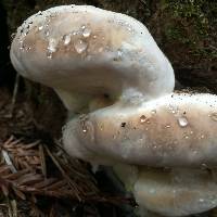 Fomitopsis ochracea image