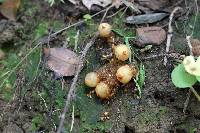 Calostoma cinnabarinum image