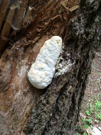 Fomitopsis ochracea image