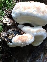 Fomitopsis ochracea image