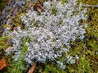 Cladonia rangiferina image