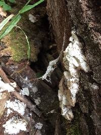 Fomitopsis ochracea image