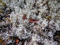 Cladonia rangiferina image