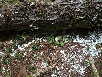 Fomitopsis ochracea image