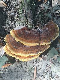 Trametes versicolor image