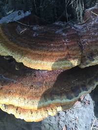 Trametes versicolor image