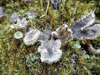 Image of Peltigera extenuata