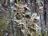 Lobaria pulmonaria image